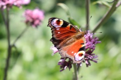 Butterfly, dolina Parichvost