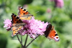 Butterflies, dolina Parichvost