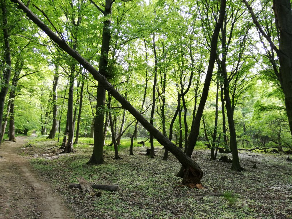 Forest in the Little Carpathians, April 28