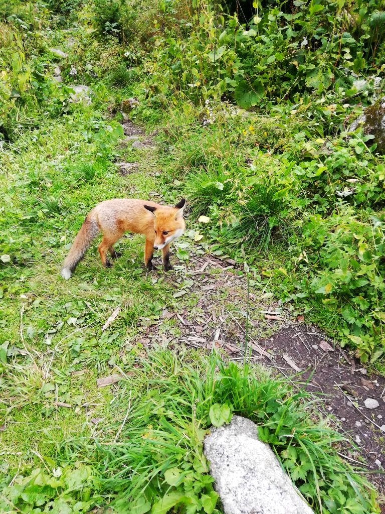 Fox near Rainerova chata