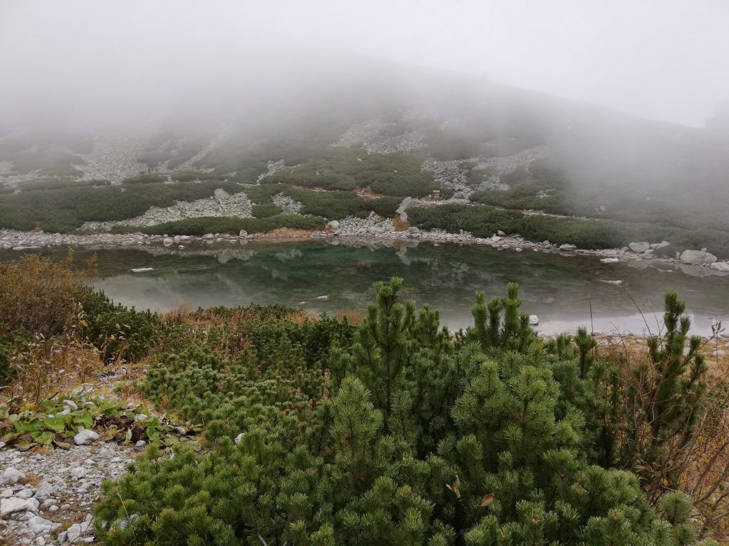 Skalnaté pleso (1751 meters), mountain pines and shrubs