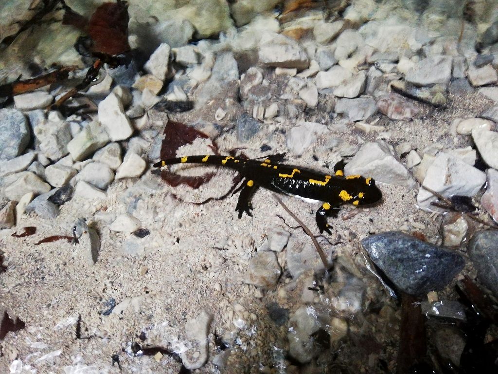 Fire salamander in the Suchá Belá ravine