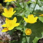 Caltha palustris (kingcup flower)